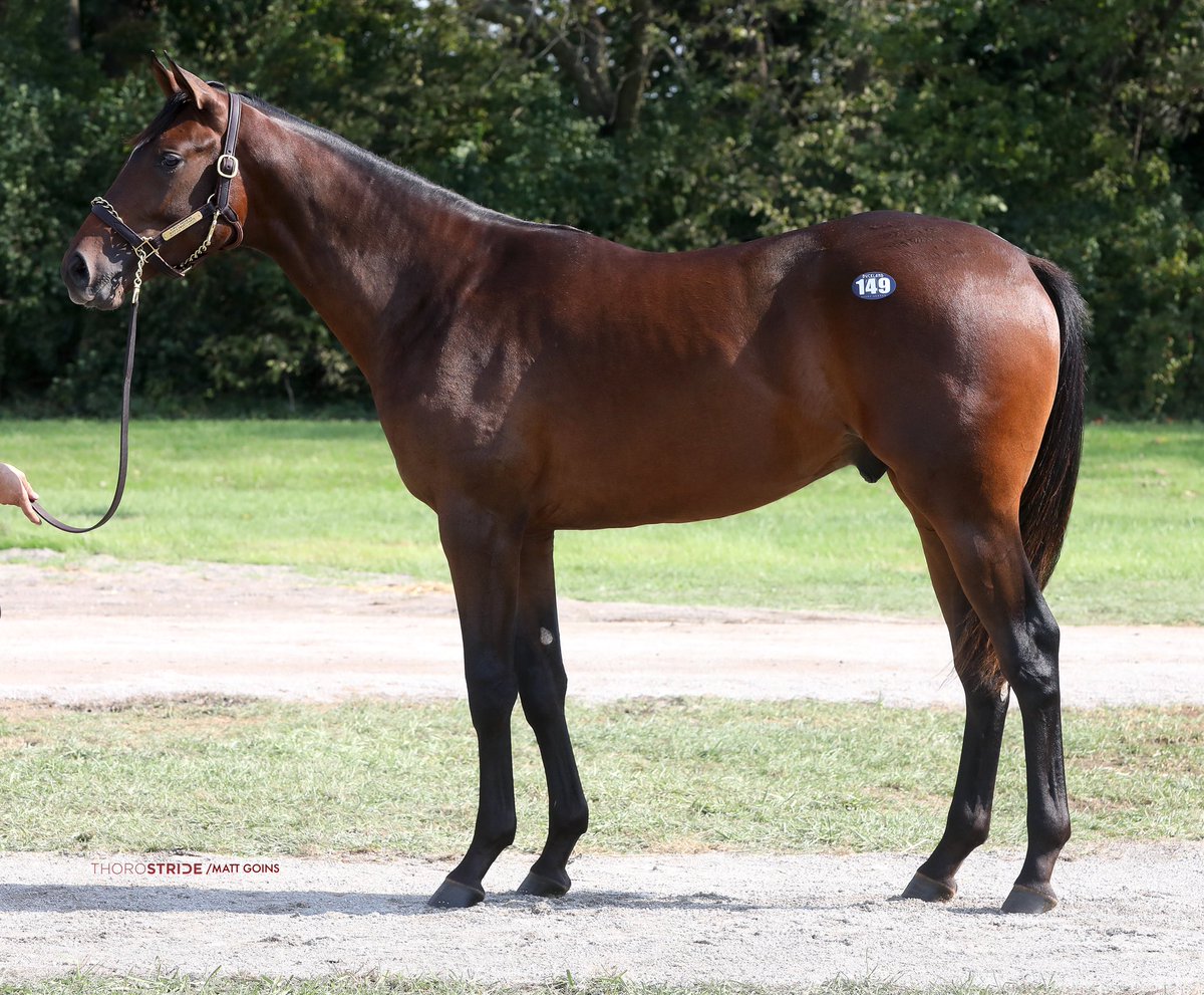 BucklandSales's tweet photo. 18 for 18 at the Newtown Paddocks. π― As advertised, great trade @FasigTiptonCo October. π₯ on to November. #sellingwinners #FTOCT https://t.co/1kLi0W10y9