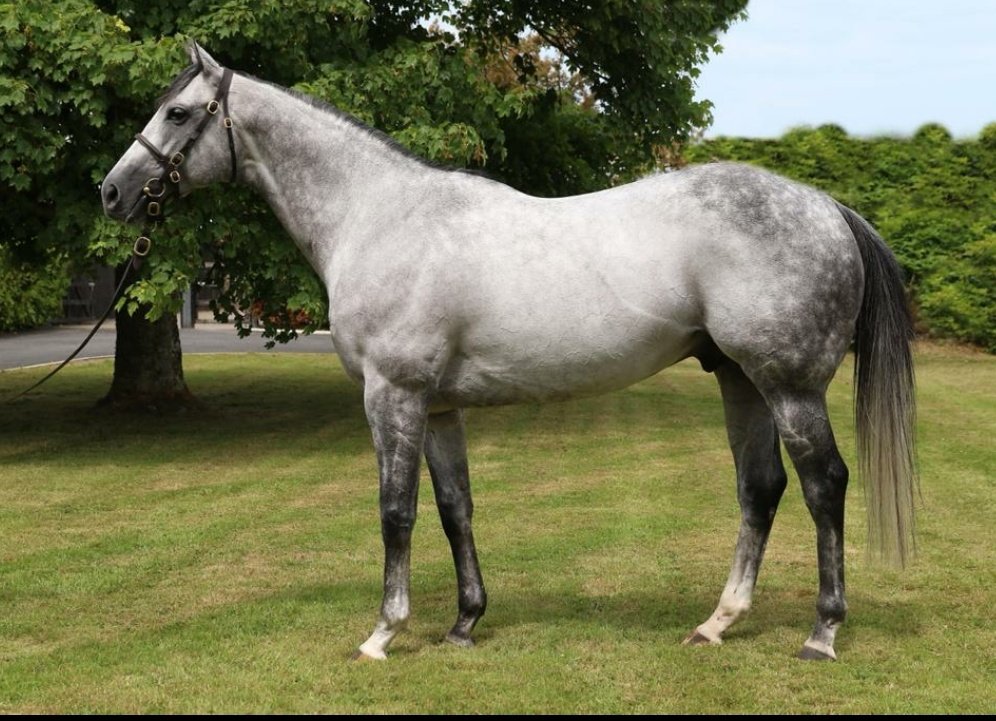 YeomanstownStud's tweet photo. Debut winner ✅

Smart newcomer, The Falling Man, a @BrzUps graduate from @TheBloodstockC wins on debut in tremendous fashion at Rome. Well done to all connections and Breeder @charelparkstud 👏🇮🇹

#TheBoss https://t.co/Q3ej3jEkVK