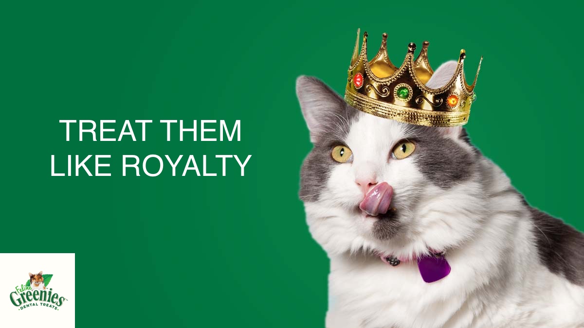 Clean teeth, fresh breath, absolute power. FELINE GREENIES™ Dental Treats are the delicious way to keep your supreme ruler feeling merciful. Preserve peace in the kingdom. bit.ly/2XOyHR8