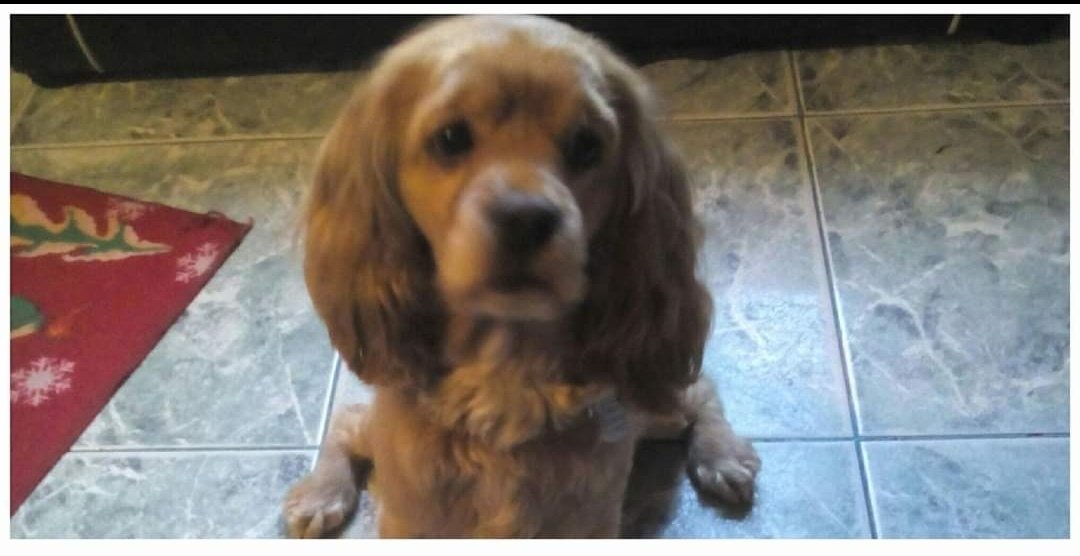 LauraGo60613142's tweet photo. @gloriadiazsalom Hola Glorita él se llamaba Rocky, fue nuestra primer mascota y gracias a él aprendimos a amar mucho más a los animales, aun siento ese vacío en mi corazón desde su partida. https://t.co/vL6BAPGcwv
