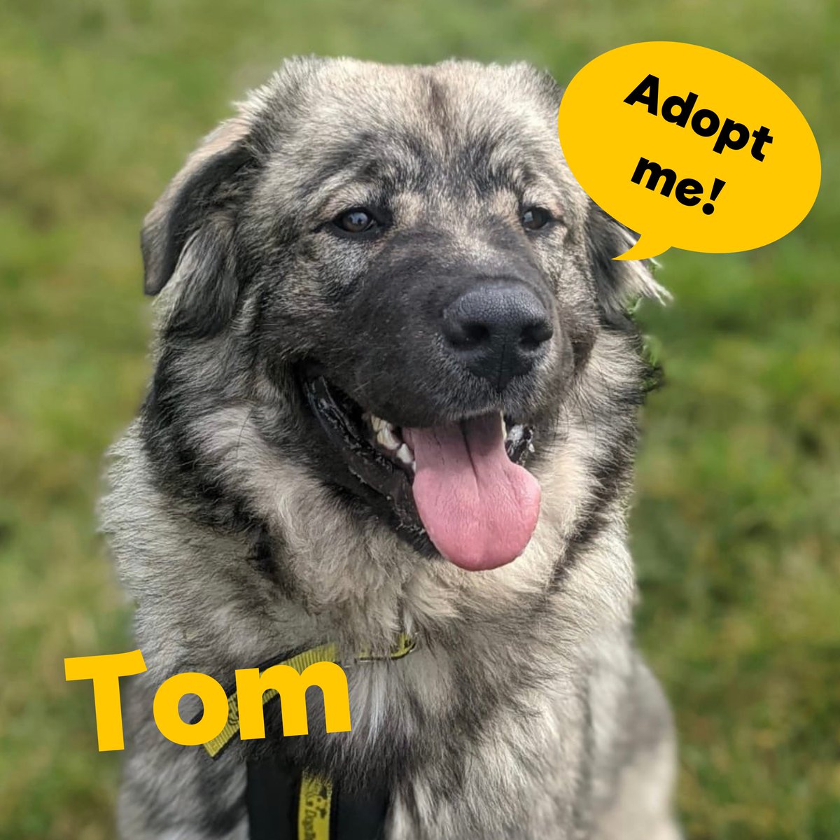 DT_Shrewsbury's tweet photo. NEWBIES ON THE WEBSITE ππΌ
These pooches have something to say π£
Head over to our website to see these brand new woofs along with some of our long term dogs and golden oldies π₯°πΎπ
#newdogs #rehoming #adifl #adoptdontshop #rescuedogs #adoptme #dogstrustshrewsbury @DogsTrust https://t.co/UD8OXxehwn
