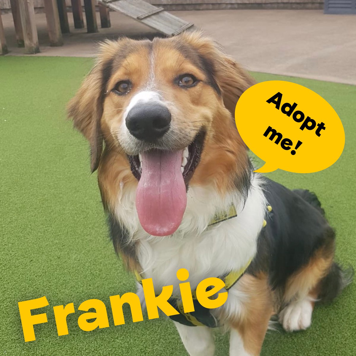 DT_Shrewsbury's tweet photo. NEWBIES ON THE WEBSITE ππΌ
These pooches have something to say π£
Head over to our website to see these brand new woofs along with some of our long term dogs and golden oldies π₯°πΎπ
#newdogs #rehoming #adifl #adoptdontshop #rescuedogs #adoptme #dogstrustshrewsbury @DogsTrust https://t.co/UD8OXxehwn