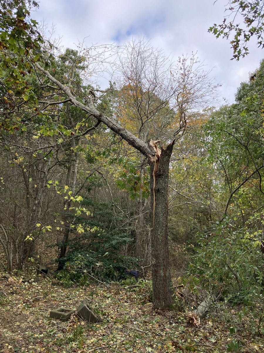 Meeratweets's tweet photo. …many didn’t make it through the #CapeCodStorm, including this grand ole maple in our backyard, the mailbox at the end of the driveway (flat as a pancake), and so many beautiful trees along 6A. https://t.co/1qdQuvUdZu