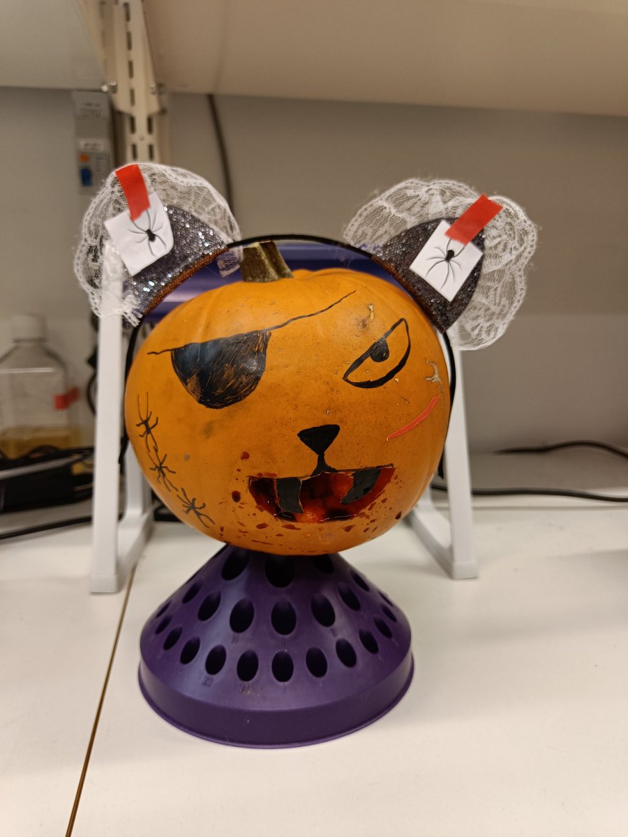 LabKauppi's tweet photo. #oncosyshalloween #killercat https://t.co/LmlyYADIjQ