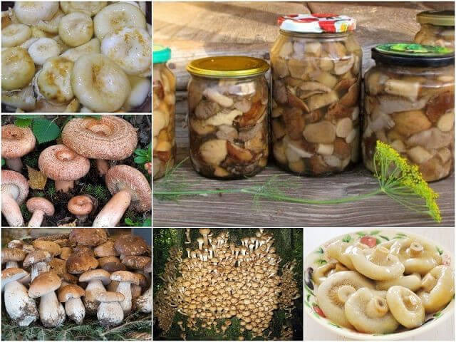 Универсальный маринад для большинства грибов

Грибочки получаются ну очень вкусными!
babushkinysekretiki.ru/universalnyiy-…