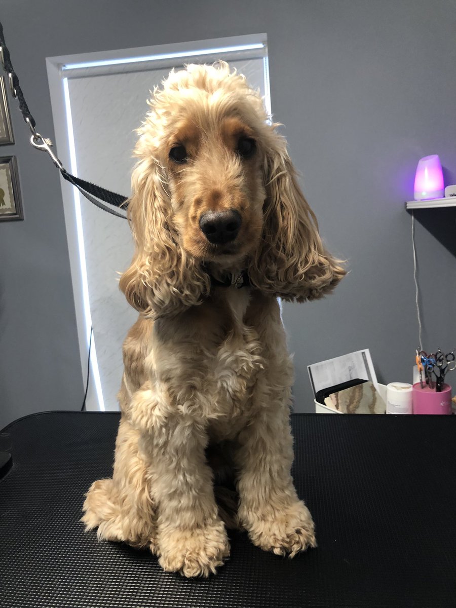 GeorginaW27's tweet photo. Wonderful Wilf ππ #doggroomer #doggrooming #groomerslife #doggroomersofinstagram
#doggroomersoftwitter
#homebasedsalon #smallbusiness #sheffieldissuper #lovechesterfield #derbyshire #southyorkshire #petgroomer #dogsofsheffield #derbyshiredogs #dogs #groomer #doggroomeruk https://t.co/MUEUtGhaXW