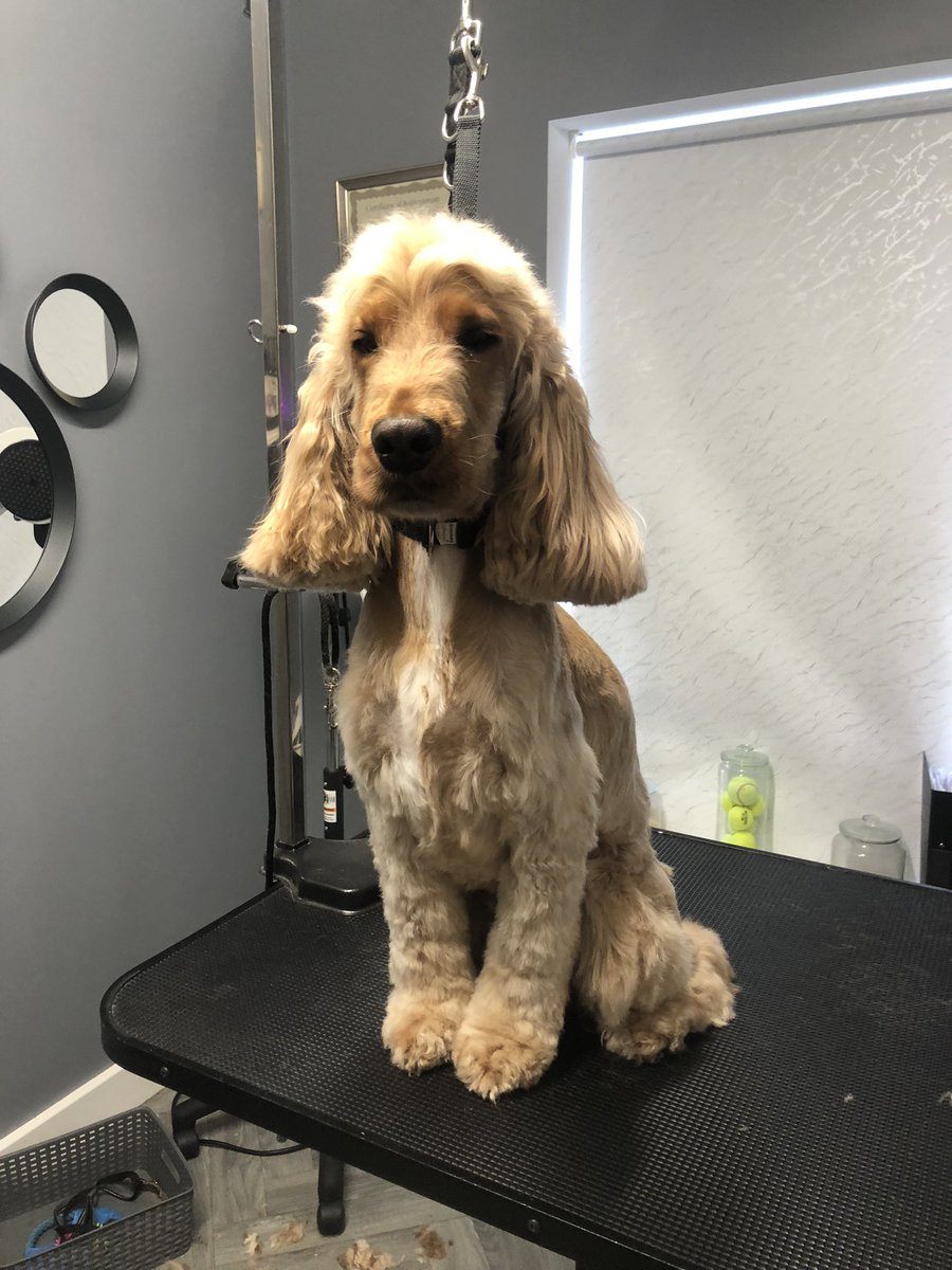 GeorginaW27's tweet photo. Wonderful Wilf ππ #doggroomer #doggrooming #groomerslife #doggroomersofinstagram
#doggroomersoftwitter
#homebasedsalon #smallbusiness #sheffieldissuper #lovechesterfield #derbyshire #southyorkshire #petgroomer #dogsofsheffield #derbyshiredogs #dogs #groomer #doggroomeruk https://t.co/MUEUtGhaXW