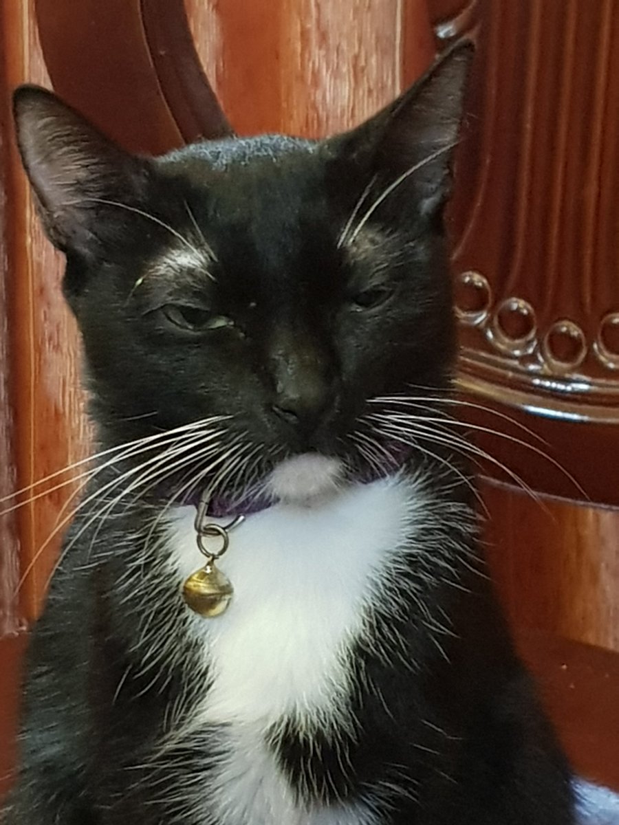 igmungcal's tweet photo. This cat is such mood https://t.co/VTvzhy31vv