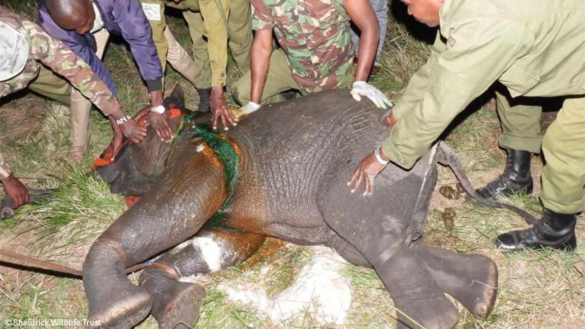 Sheldrick Wildlife Trust tweet media