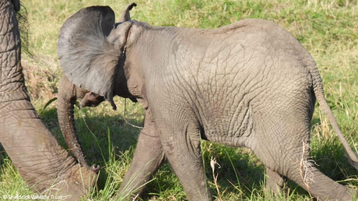 Sheldrick Wildlife Trust tweet media
