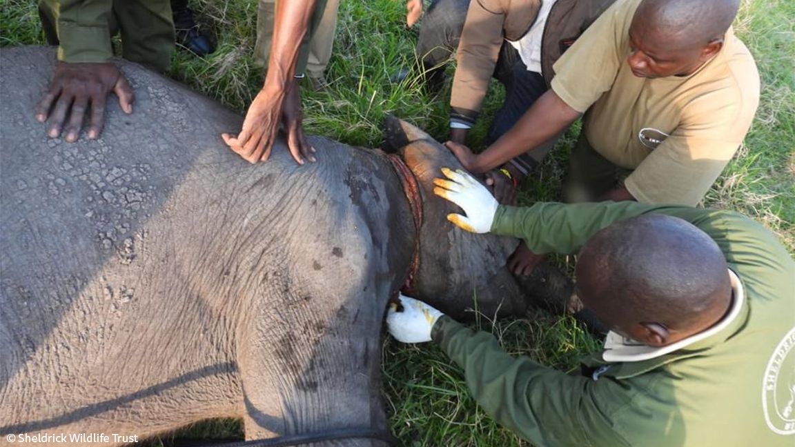 Sheldrick Wildlife Trust tweet media