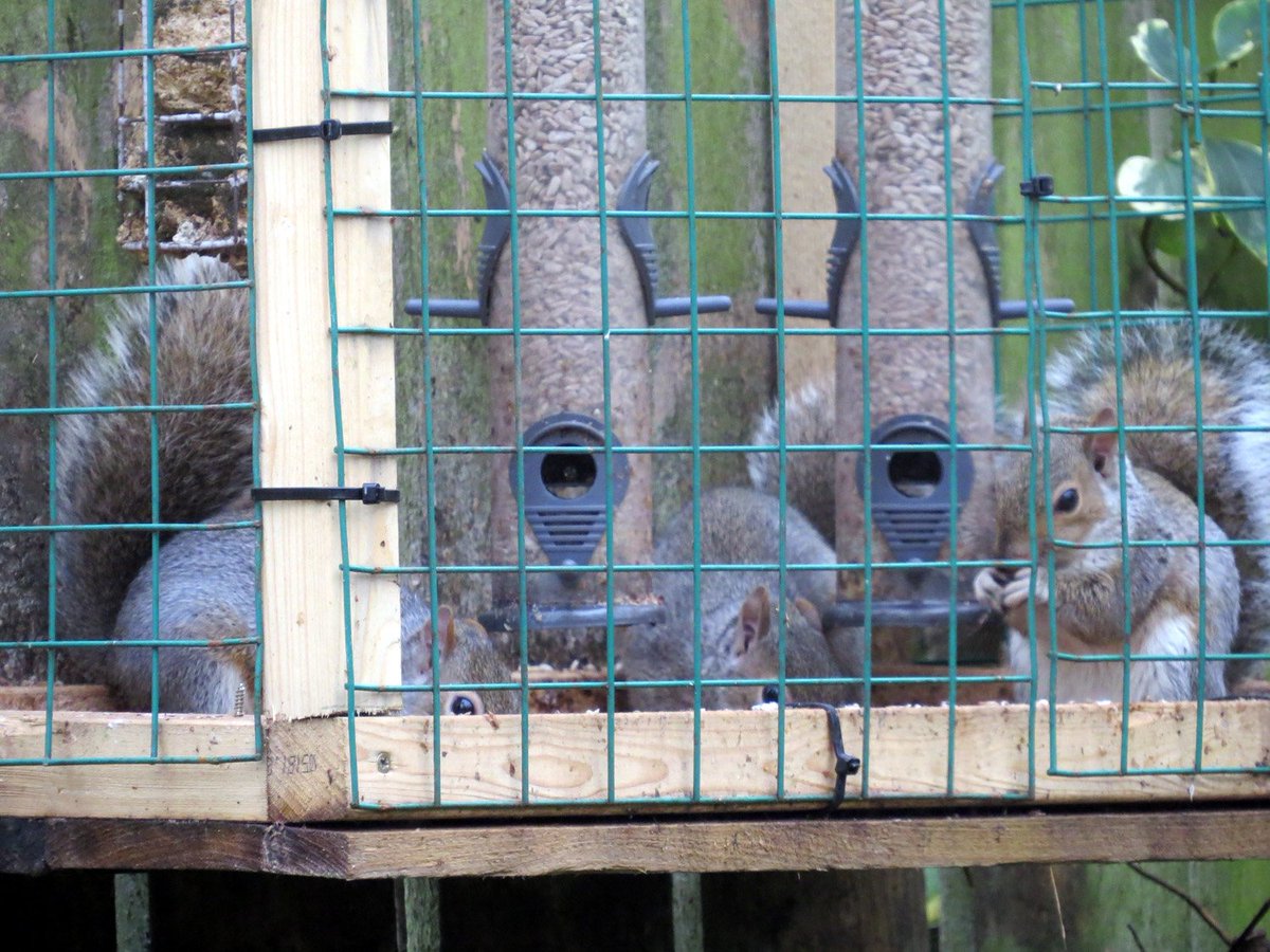 oor_boab's tweet photo. Thought I had stopped the #squirrels feeding from the #bird #feeder by building this feeding cage for the small #garden #birds but they're able to squeeze through the small metal squares :( 
#wildlife #birding https://t.co/McvfrtbozV