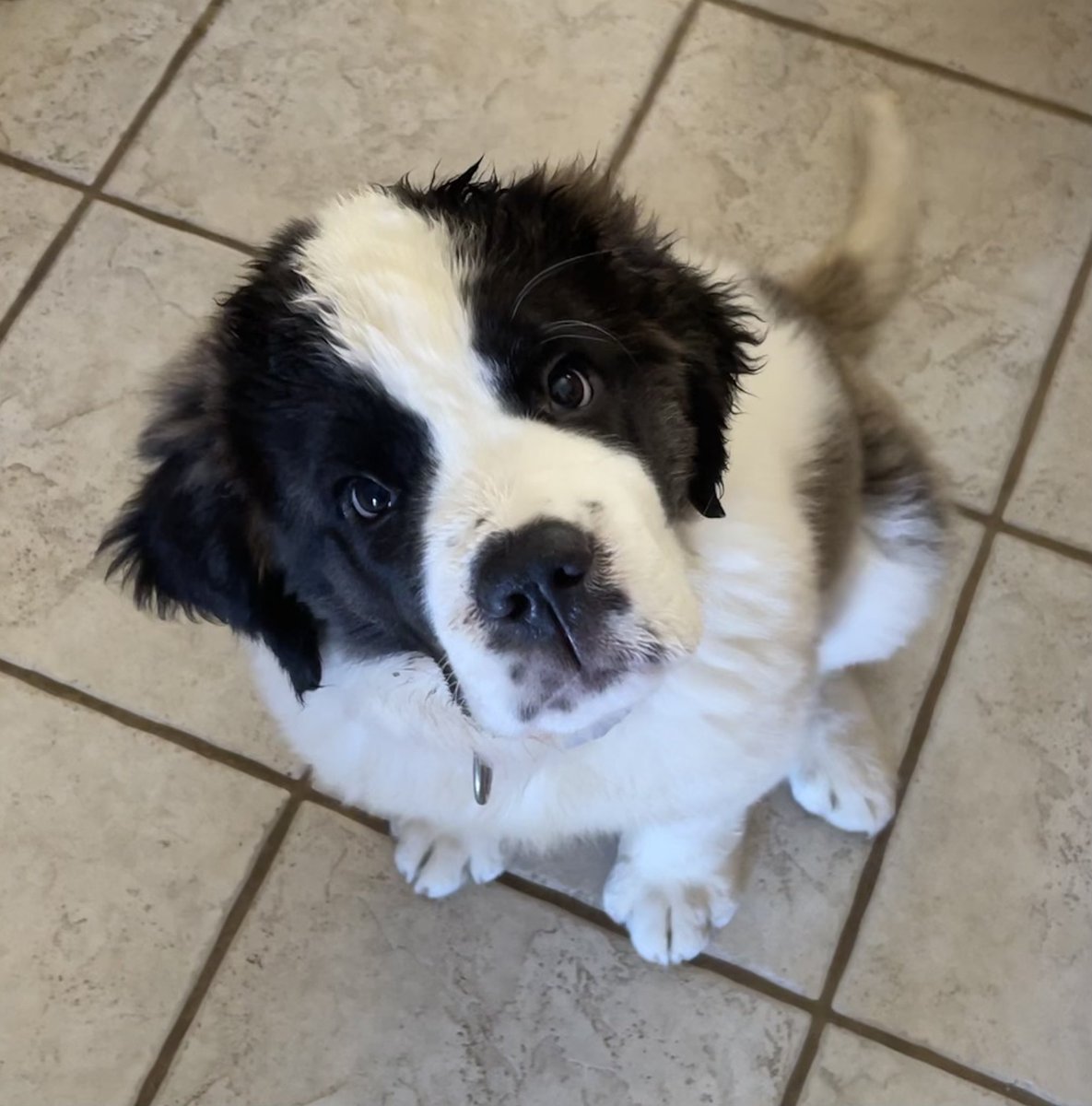 BarkBustersPhx's tweet photo. β¦when the Saints go marching in! This beautiful #saintbernard #puppy is starting off with her #barkbustersphoenix #dogtraining just like her predecessor did. I trained another dog for this family 12 year ago. Unfortunately, they lost that #bernard, Sophie is here to heal hearts https://t.co/s5CNxt6G19