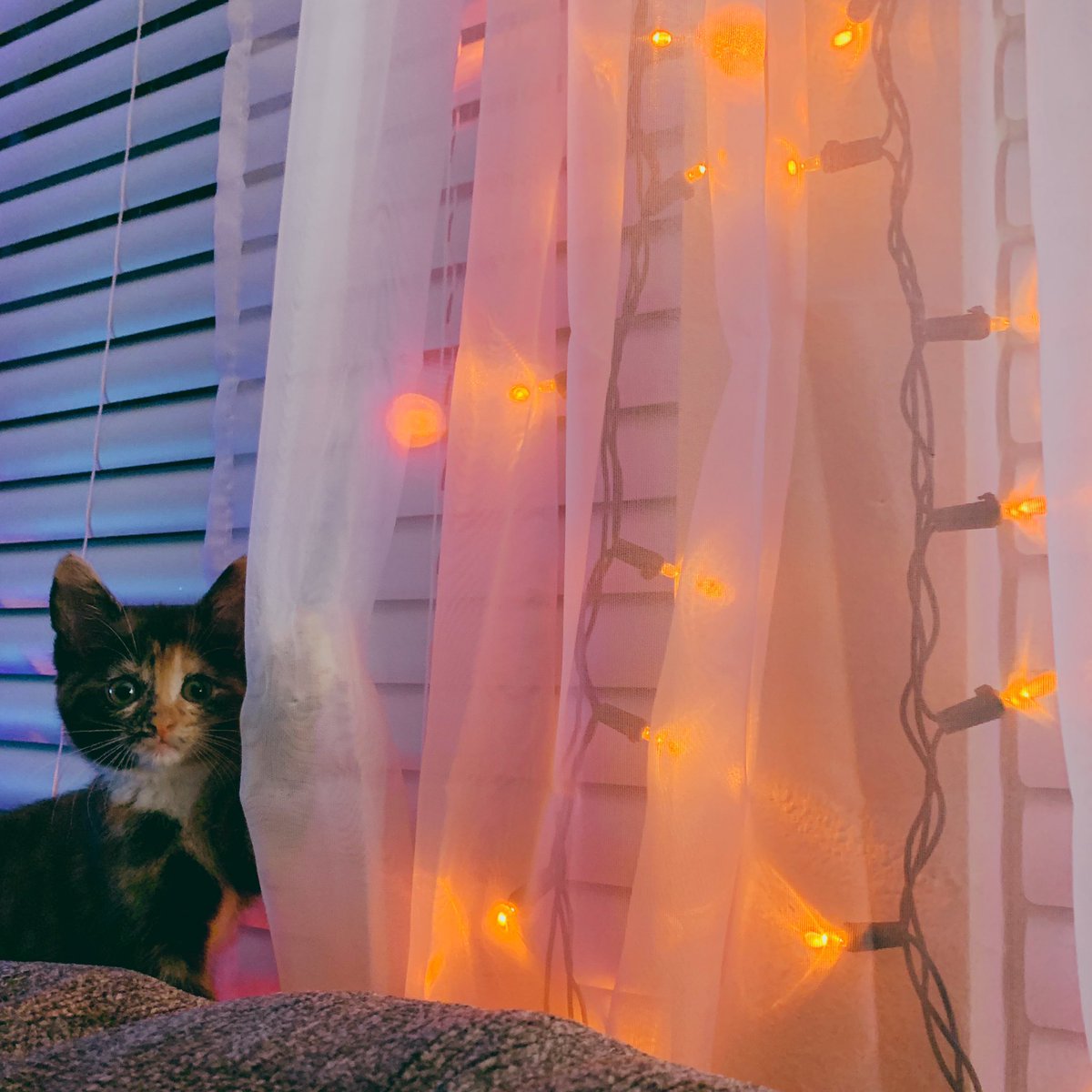 Larissaah15's tweet photo. Happy #NationalCatDay to all you cool cats &amp; kittens!
But especially Skittles. 🖤 https://t.co/E6ccxCb2xM
