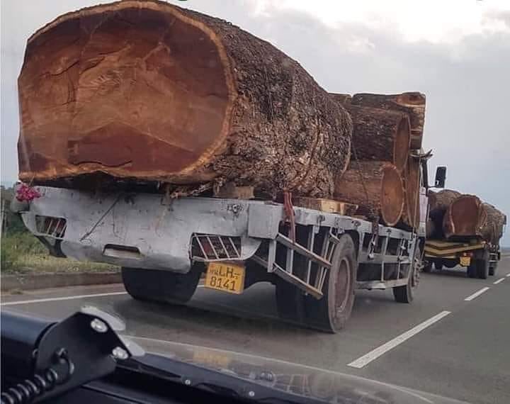 EnsedeCiencia's tweet photo. A los edificios antiguos se les cuida ¿Por qué a los árboles milenarios no? https://t.co/pVompHgLDX
