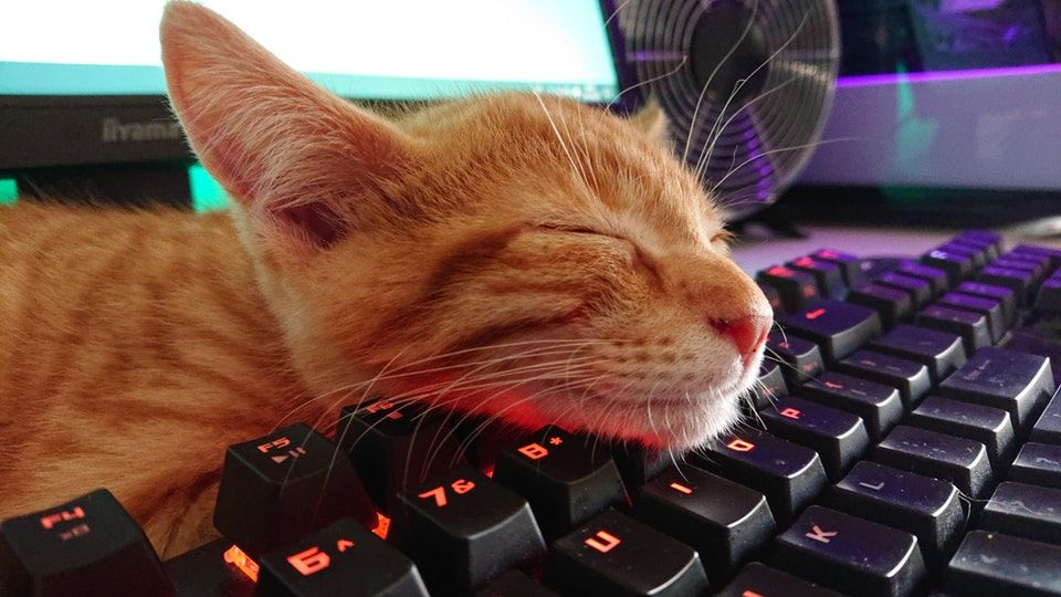 It's National Cat Day! #cats