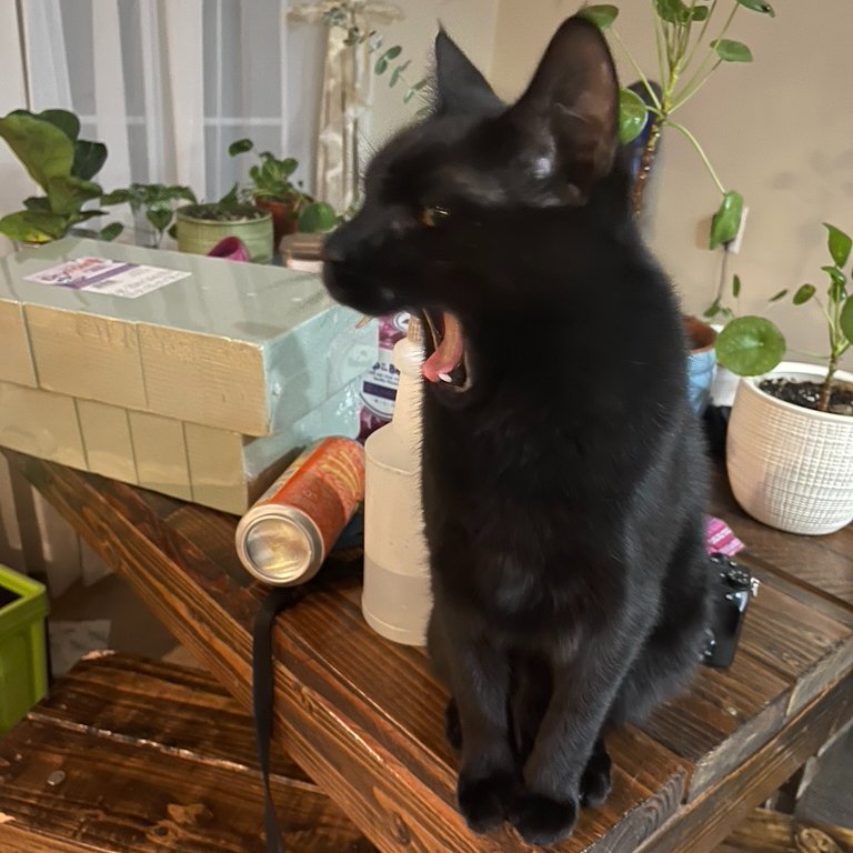 Happy National Cat Day! We are giving away a couple Human Bean gift cards to celebrate. Just leave a pic of your cat in the comments on our facebook post to enter facebook.com/grantspassheat…
#NationalCatDay #CatDay #Humanbean #Giveaway