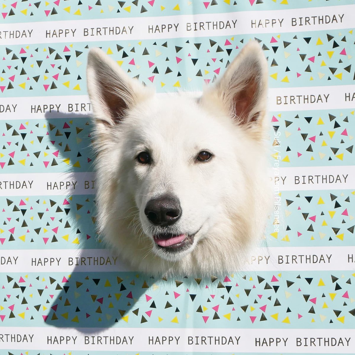 SukisDiary's tweet photo. Unglaublich, dass dieses kleine süße Monster heute schon vier Jahre alt geworden ist 🥰😘🥳🐾✨

#birthdaydog #birthdaygirl 
#weisserschäferhund https://t.co/SjWhaA61QK
