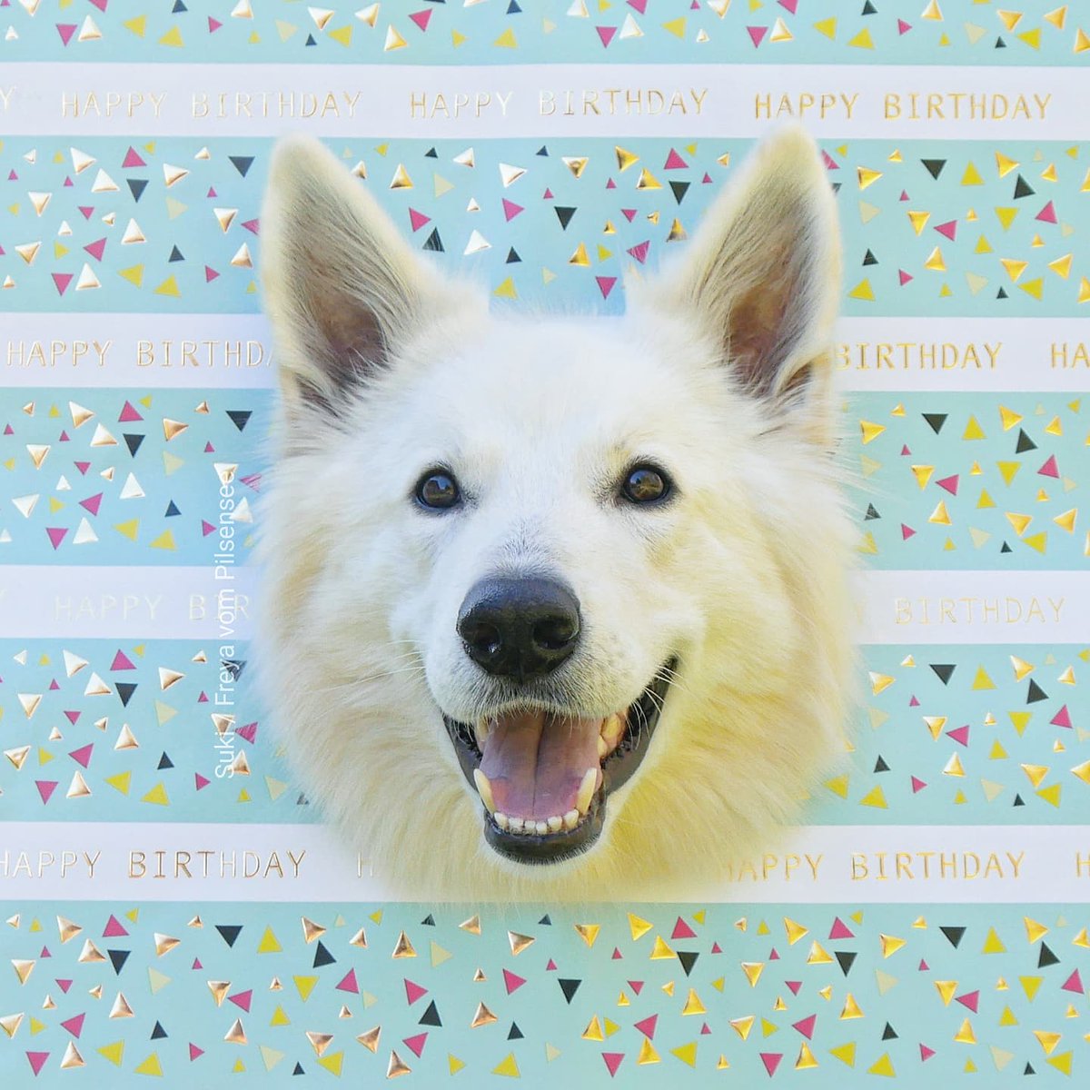 SukisDiary's tweet photo. Unglaublich, dass dieses kleine süße Monster heute schon vier Jahre alt geworden ist 🥰😘🥳🐾✨

#birthdaydog #birthdaygirl 
#weisserschäferhund https://t.co/SjWhaA61QK
