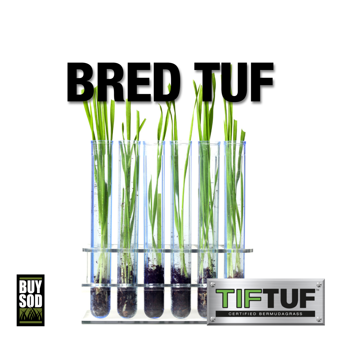 Under this drought stress, TifTuf (tested as experimental name DT-1) maintained its quality and green color the longest out of 27,700 other samples. This is why we’re so serious when we say that it’s time to get TUF! buysod.com/grass/tiftuf-b…
#buysod #bermudagrass #turf #golf