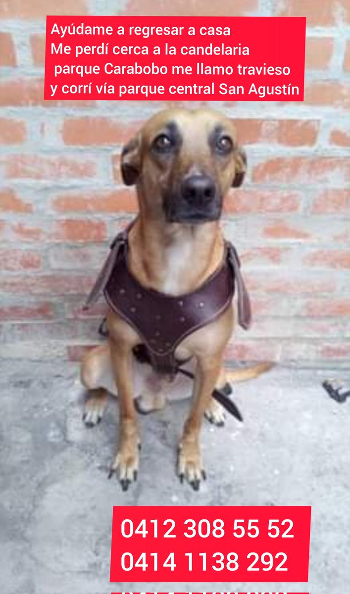 <a href="/PerroUsuario/">PerroUsuario Wof '•'</a> <a href="/FRAENKELE/">FRAENKEL ESCALANTE</a> 
Este perrito salió corriendo anoche cerca de la candelaria parque Carabobo y se perdió #caracas ayudemos a qué regrese