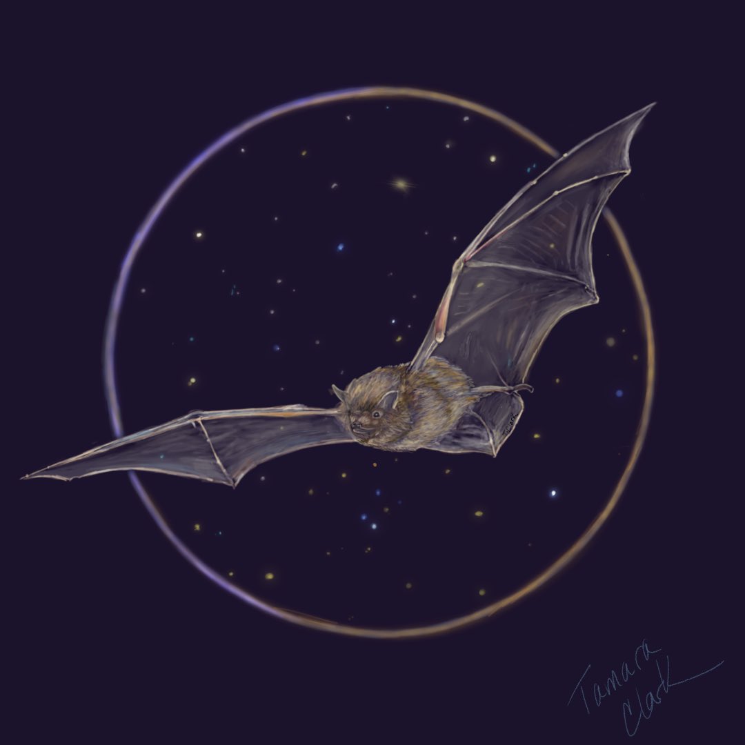 tamaraclark_art's tweet photo. Happy Halloween weekend from the common pipistrelle, Britain’s most common and smallest #bat, weighing in at 3-8g. Trilling nighttime muncher of moths and midges, also #sciartober ‘s #nocturnal prompt. #SciArt #halloween2021 #Spookyanimals #animalartober https://t.co/rqhExmigdx