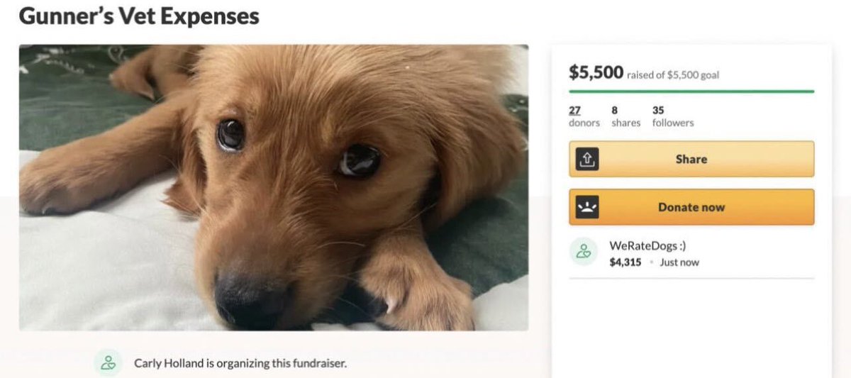 This is Gunner. He fell down the stairs. Not sure who put them there or why elevation changes are necessary in the first place. We paid for his surgery to fix his broken leg, and he has his big t-rex to comfort him. 12/10