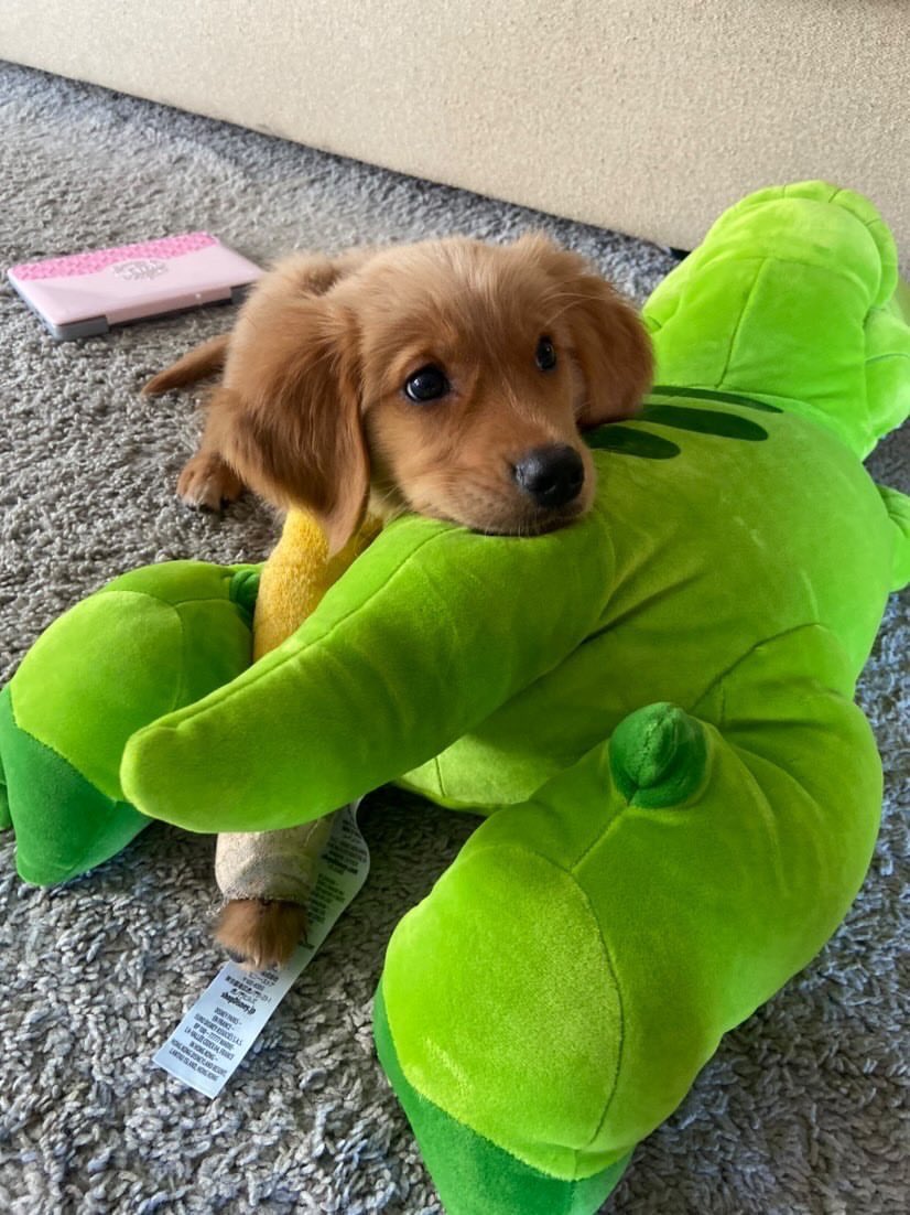 dog_rates's tweet photo. This is Gunner. He fell down the stairs. Not sure who put them there or why elevation changes are necessary in the first place. We paid for his surgery to fix his broken leg, and he has his big t-rex to comfort him. 12/10 https://t.co/qWLCFgETjM
