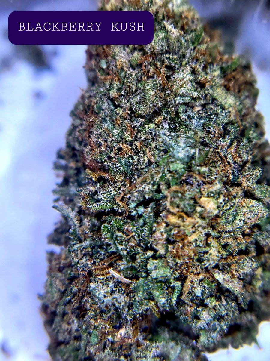 Greenpeacedisp1's tweet photo. Another New strain! Blackberry Kush is also an indica dominated strain great for body aches and pains. 
$10 a gram
$20 an 8th
$100 for an Oz https://t.co/CZOO3N2eEV