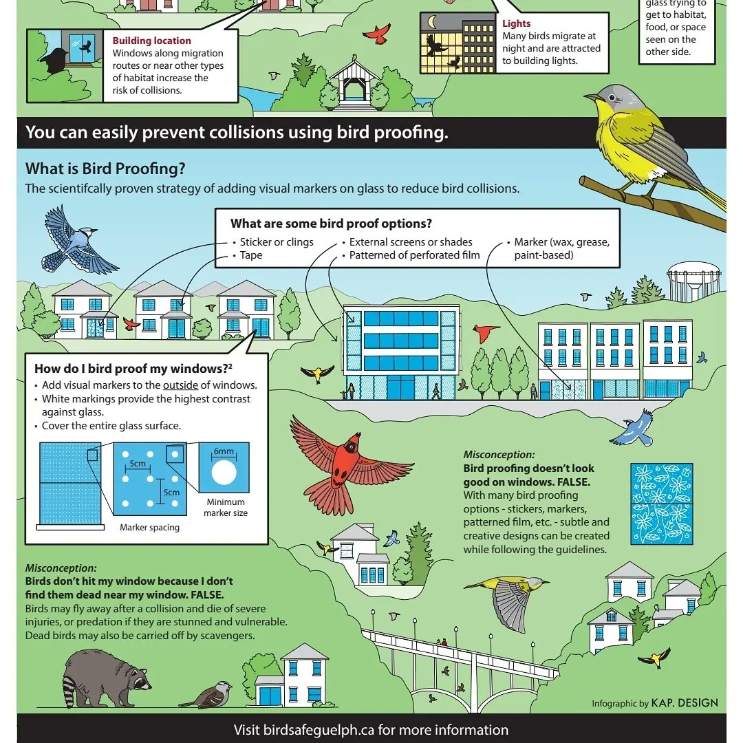 RafterHours's tweet photo. New bird-proofed window mural at #Guelph City Hall!
Created by @shelbybohn for @cityofguelph with support from @birdsafeguelph & @WildBirdsUnltdL!!
🐦
#environmentaldesignstandards
#windowmurals
#temporaryart
#guelphculture
#birdsafeguelph
*infographic by @KAPdesign https://t.co/CkQezsAliW