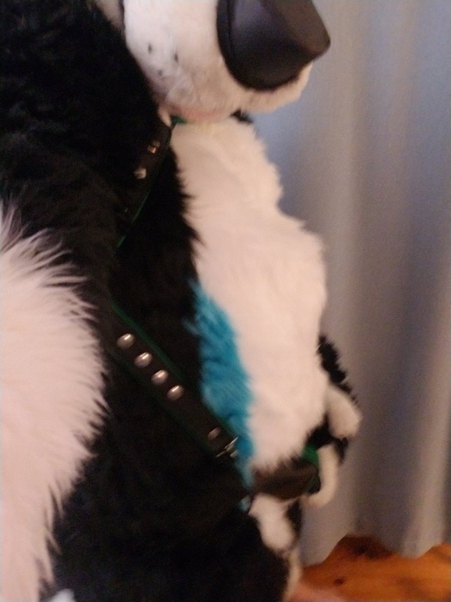 It's the last #FursuitFriday of #Jocktober and it's officially leather weather! This beautiful piece came from <a href="/BarkingLeather/">Ray Stewart</a> here in Atlanta!