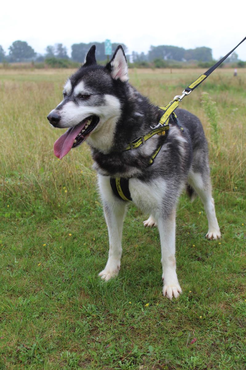 AdoptionsUk's tweet photo. Please retweet to help Shadow find a home #NORFOLK #ENGLAND  
Bouncy Husky aged 5-7, he can live with children aged 8+ as the only pet 

DETAILS or APPLY👇      
https://t.co/XLK3VxcSnS
#dogs #pets #animals #Huskies https://t.co/UdRG1qZuJb