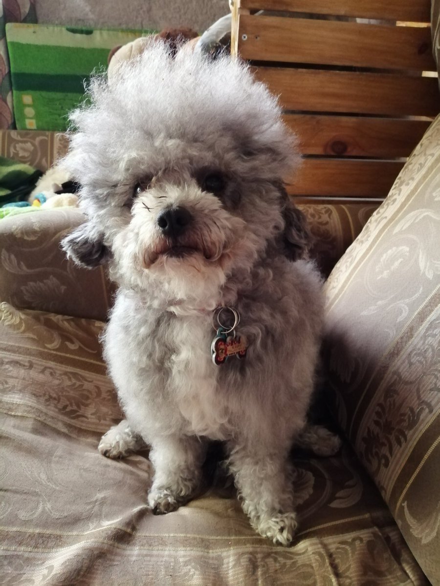 Friens ya se que yo no ando mucho por aquí a veces se nos dificulta un poco cuidar dos cuentas pero me encuentran seguido en la cuenta de mi carnalito <a href="/lindo_kiwi/">Kiwi A. S.</a> ahí los veo. Los que me siguen saben que tienen un lugar exclusivo en mi kokoro