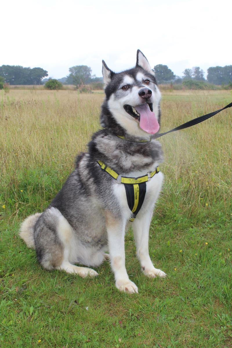 AdoptionsUk's tweet photo. Please retweet to help Shadow find a home #NORFOLK #ENGLAND  
Bouncy Husky aged 5-7, he can live with children aged 8+ as the only pet 

DETAILS or APPLY👇      
https://t.co/XLK3VxcSnS
#dogs #pets #animals #Huskies https://t.co/UdRG1qZuJb
