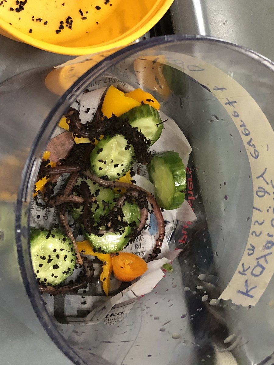 KiserClass's tweet image. After learning about worms and composting, scientists created their own #Vermicomposters to observe over the coming months. #ObservingCHANGE #WeAreMidview #LearnByDoing #STEM