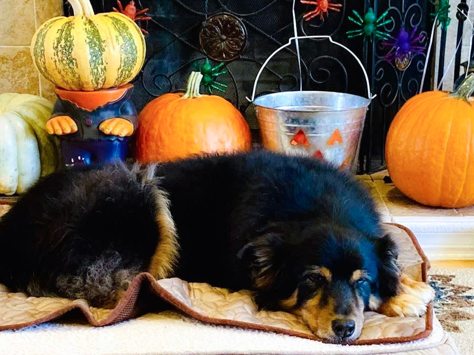 AlertTrainers's tweet photo. We are ready for the Halloween weekend here at my house! I am wishing you all a fun and safe Halloween weekend! 👻🎃⁠
⁠
⁠
#halloween #halloween2021 https://t.co/jN9AukdArK