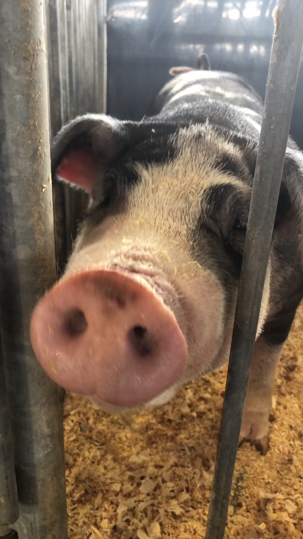 IAGovernor's tweet photo. We are proud to be the #1 pork-producing state in the country, providing nearly 1/3 of the nation’s pork. This #porktober, we celebrate the farm families, processors, and businesses that put #meatonthetable https://t.co/2xqPkM4PYa