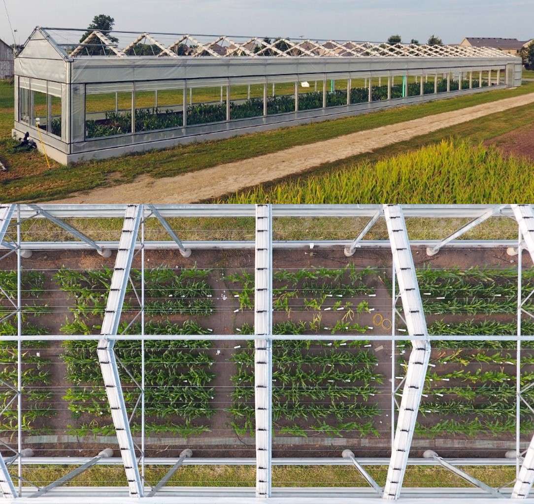 Andrew Leakey (@leakey77) on Twitter photo Happy to share new work - Plasticity in stomatal behavior across a gradient of water supply is consistent among field-grown maize inbred lines with varying stomatal patterning biorxiv.org/content/10.110… Happy to share new work - Plasticity in stomatal behavior across a gradient of water supply is consistent among field-grown maize inbred lines with varying stomatal patterning biorxiv.org/content/10.110…
