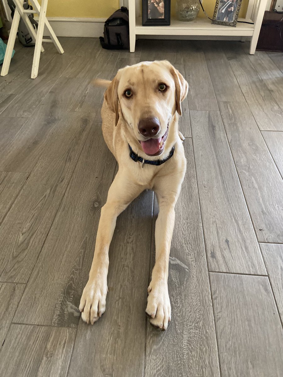 lacia_leah's tweet photo. engaged, with dog, &amp; venue booked🤍 https://t.co/UJf7C1rTJt