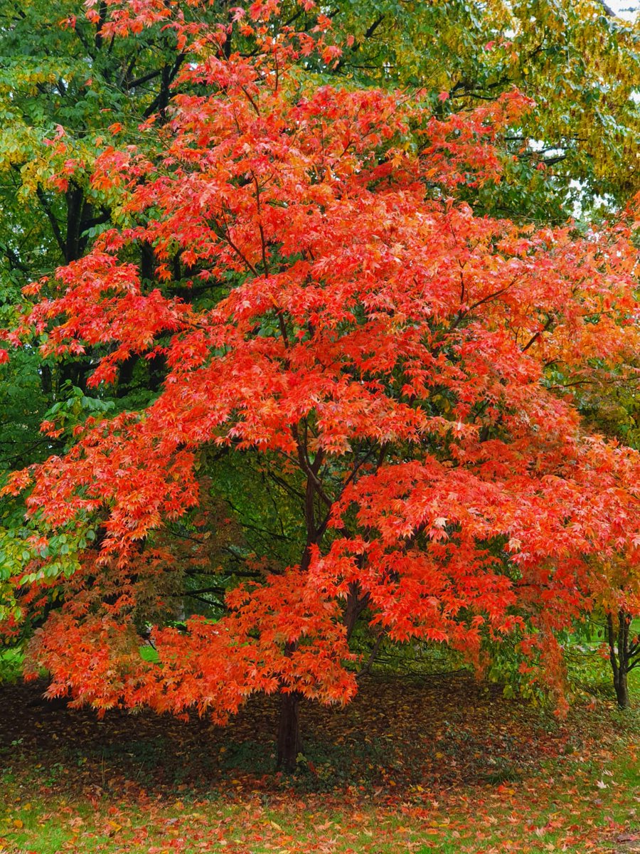 GrahamEdmonds9's tweet photo. Westonbirt in beast mode today....#Autumnwatch #trees #Westonbirt https://t.co/qFl19H1Dwa