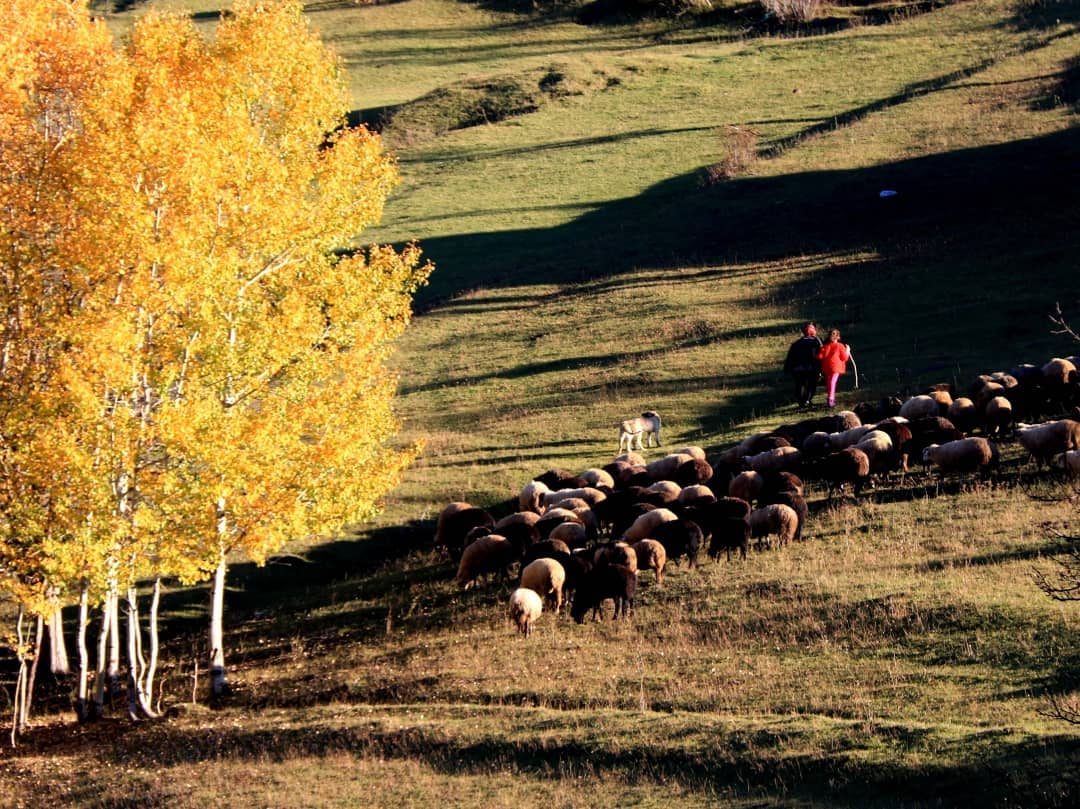 Titrek kavakların altın sarısı hali. Şavşat Artvin. Çekim Erkan Aksu.