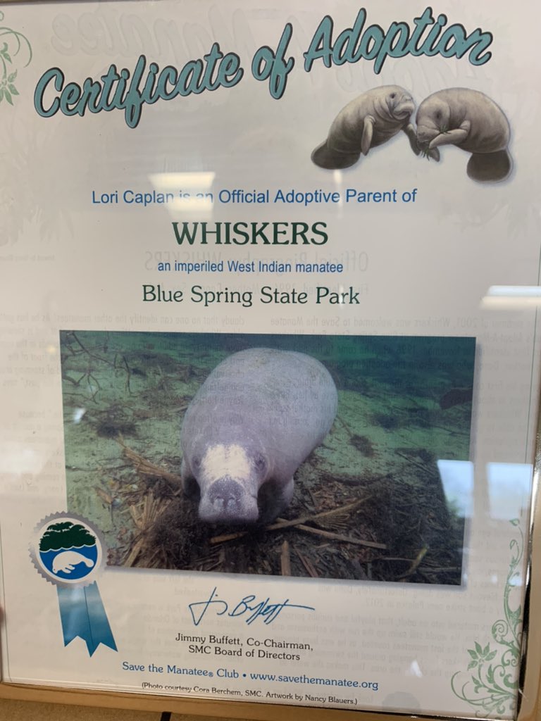 What better gift than adopting a manatee?! 
This one really speaks to my passion <a href="/vlietschools/">WCSD</a> 🐳💓