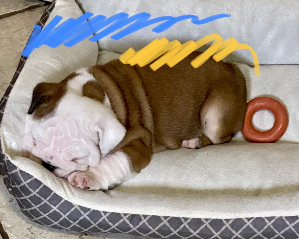 OdeTheBHSDawg's tweet image. 