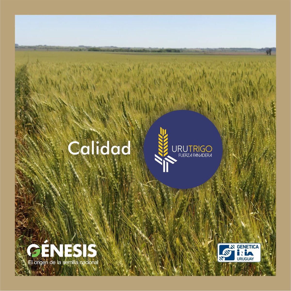 Semillas Génesis tweet media