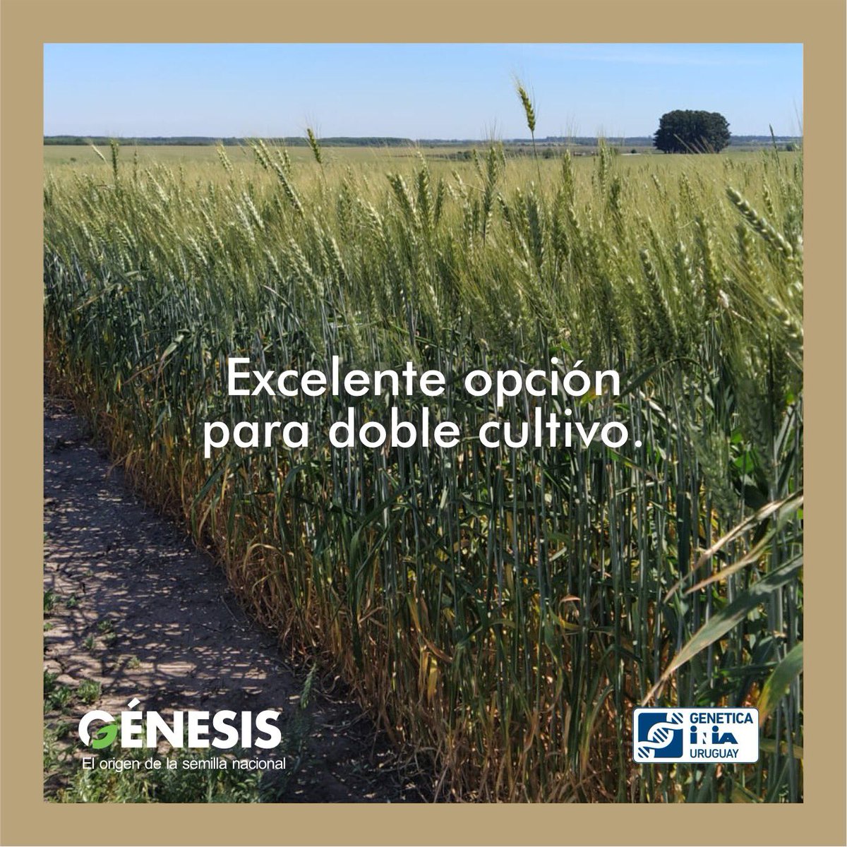 Semillas Génesis tweet media