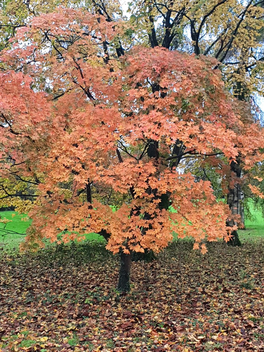 GrahamEdmonds9's tweet photo. Westonbirt in beast mode today....#Autumnwatch #trees #Westonbirt https://t.co/qFl19H1Dwa