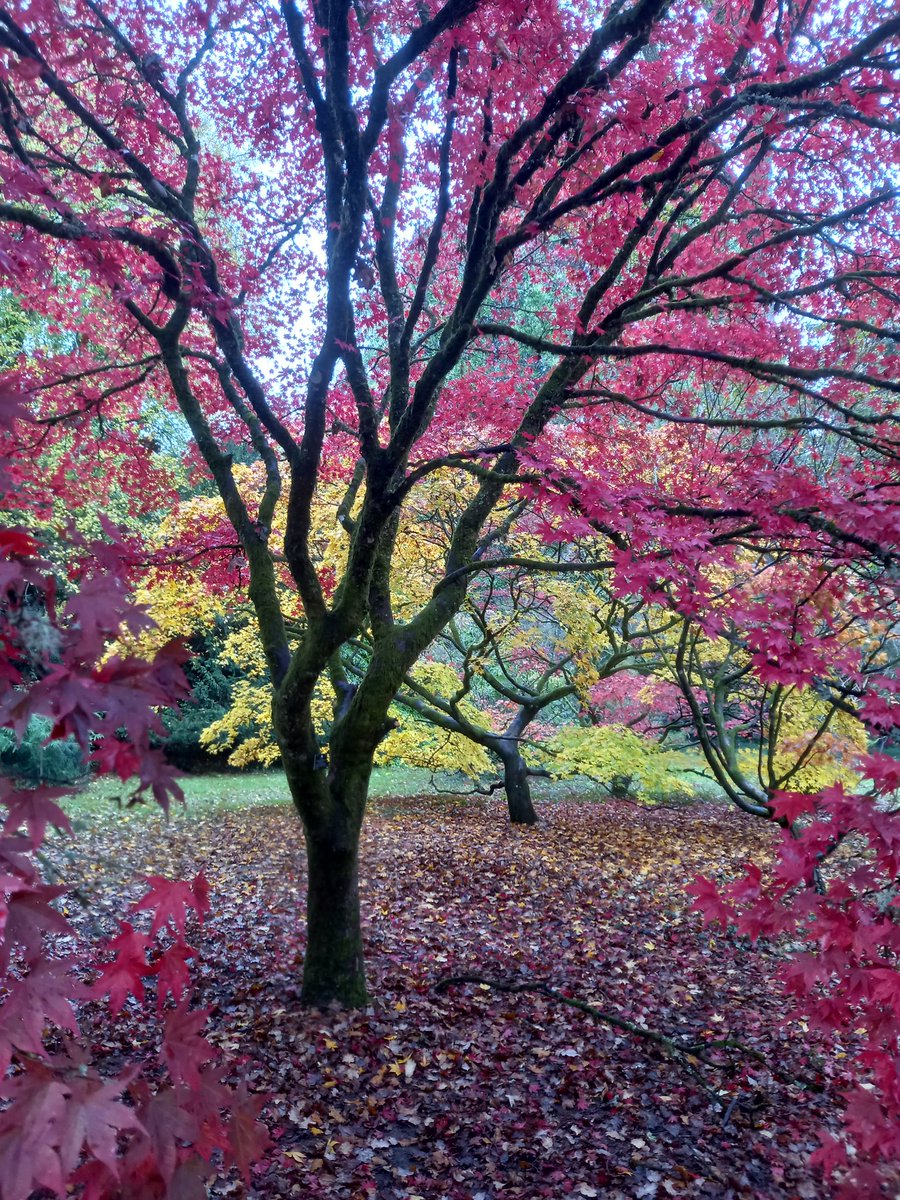 GrahamEdmonds9's tweet photo. Westonbirt in beast mode today....#Autumnwatch #trees #Westonbirt https://t.co/qFl19H1Dwa