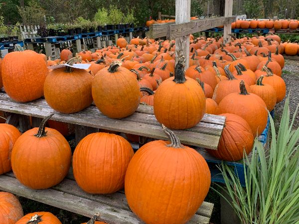 Under the Sun Farm tweet media