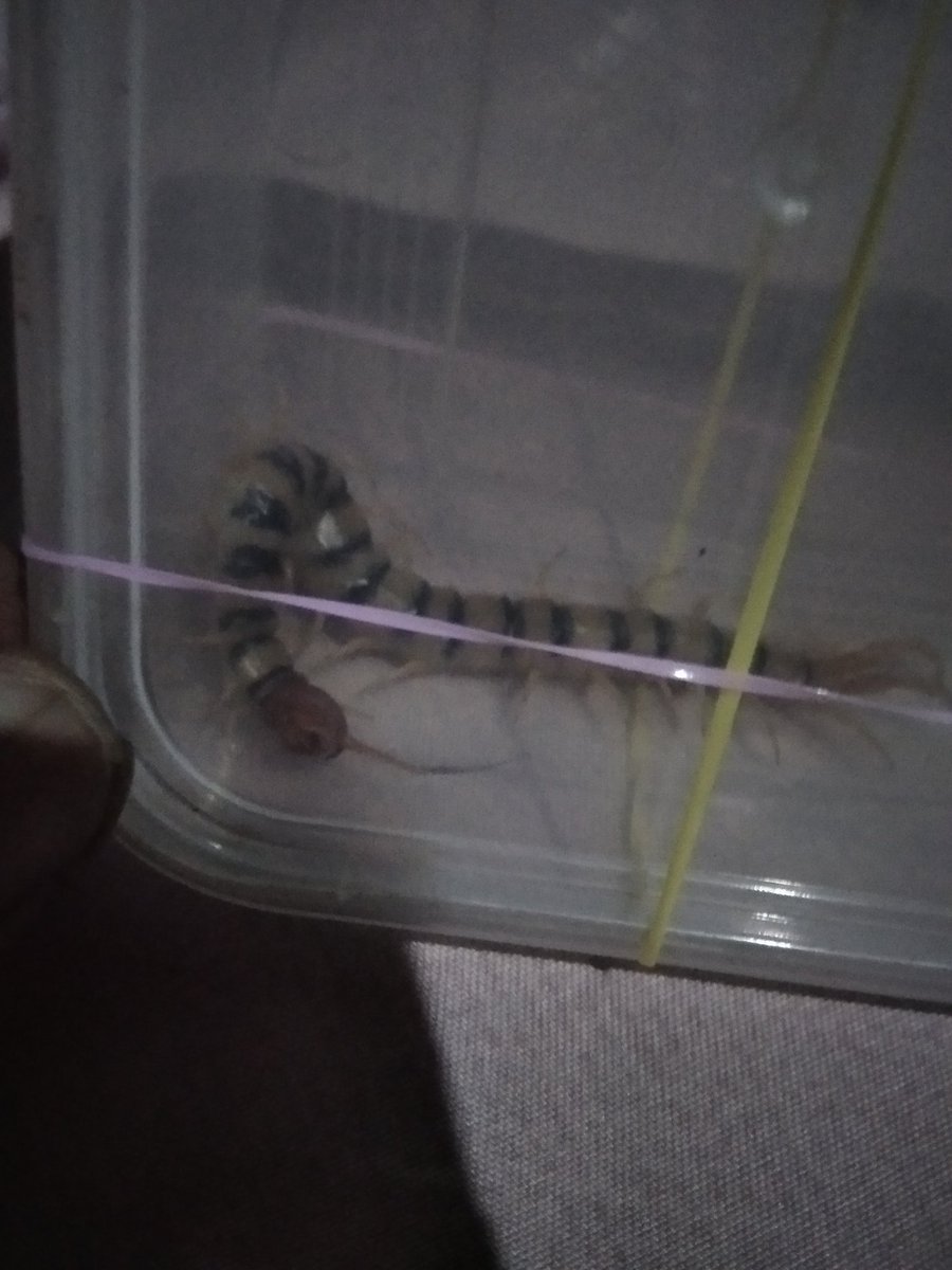 DesucatanRolly's tweet photo. reptile have a great chomp ..ahahah🤣🤣🤣 https://t.co/3a22kNXo1p