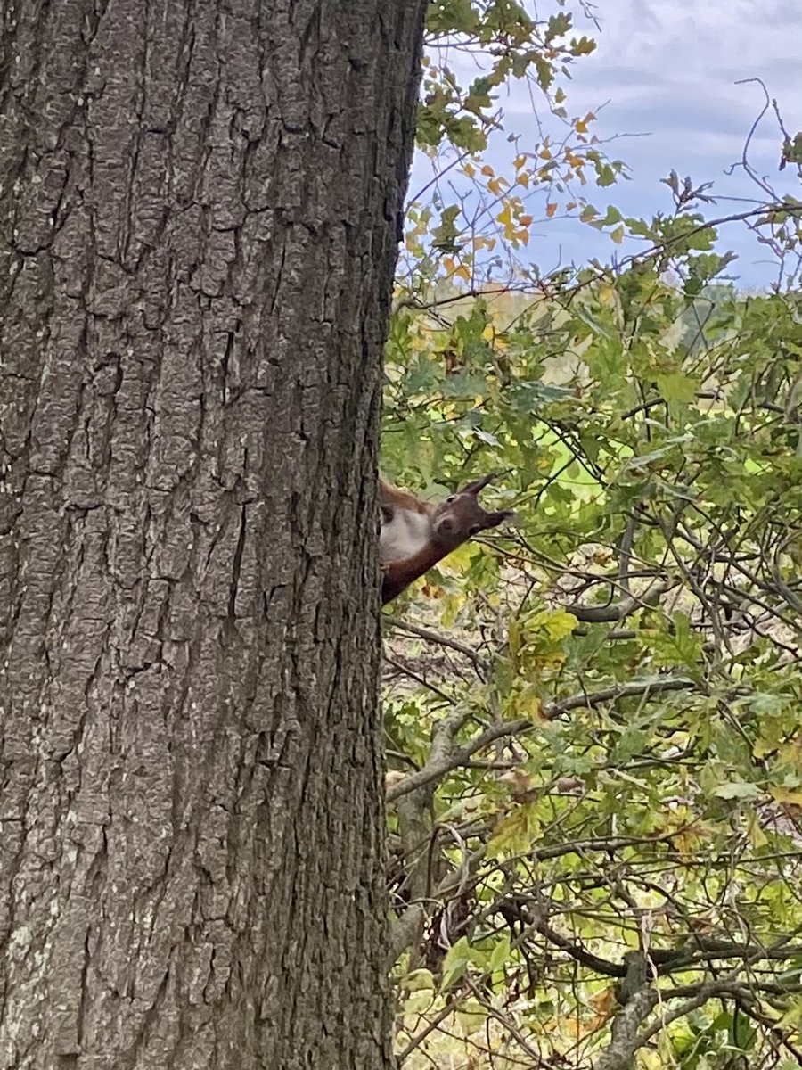 Herfst 🍂 🐿